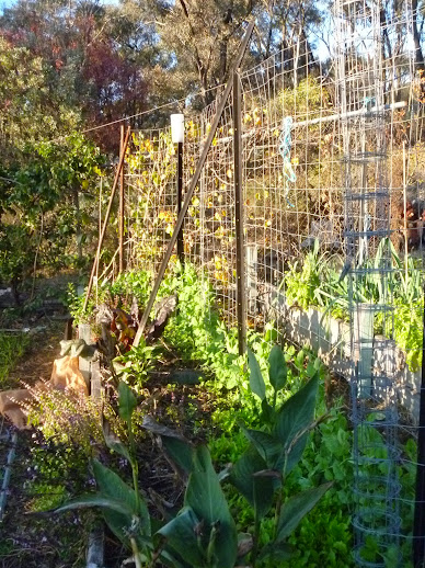 peas at back, broadcast lettuce in front