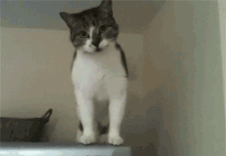 【GIF】壁歩きニャ！予想外の降り方をする猫