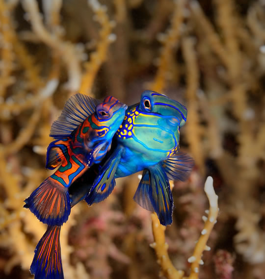Pez Mandarin - Dragon - Synchiropus Splendidus Pez Mandarin - Dragon - Synchiropus Splendidus