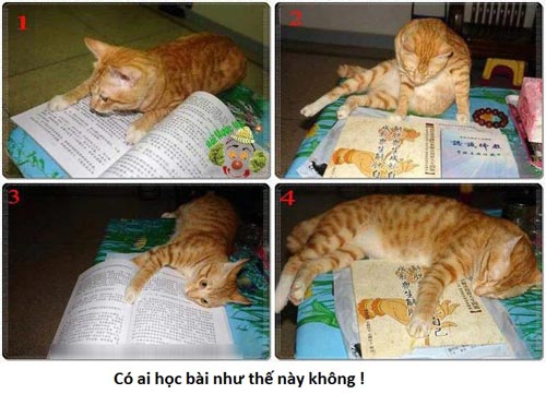 Ảnh chế vui mèo học bài