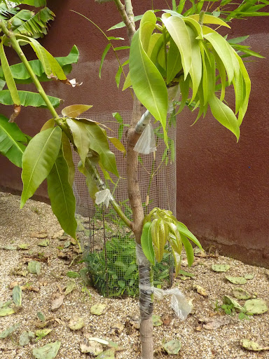 la culture du manguier, germination ... - Page 2 P1020815