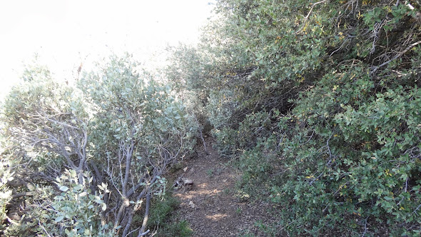 Brush choked section on the trail leading to Ken Point Brush choked section on the trail leading to Ken Point