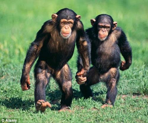 Dr Jeff Meldrum Attributed Sasquatch Behavior Anticipates Great Ape Discoveries