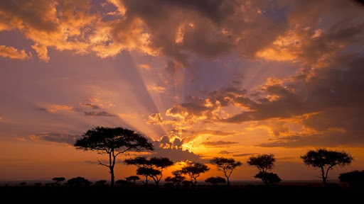 Acacia Trees at Twilight, Masai Mara Game Reserve, Kenya, Africa.jpg