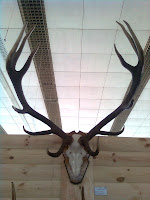 Some trophy photos from Belarus Hunting Game Fair