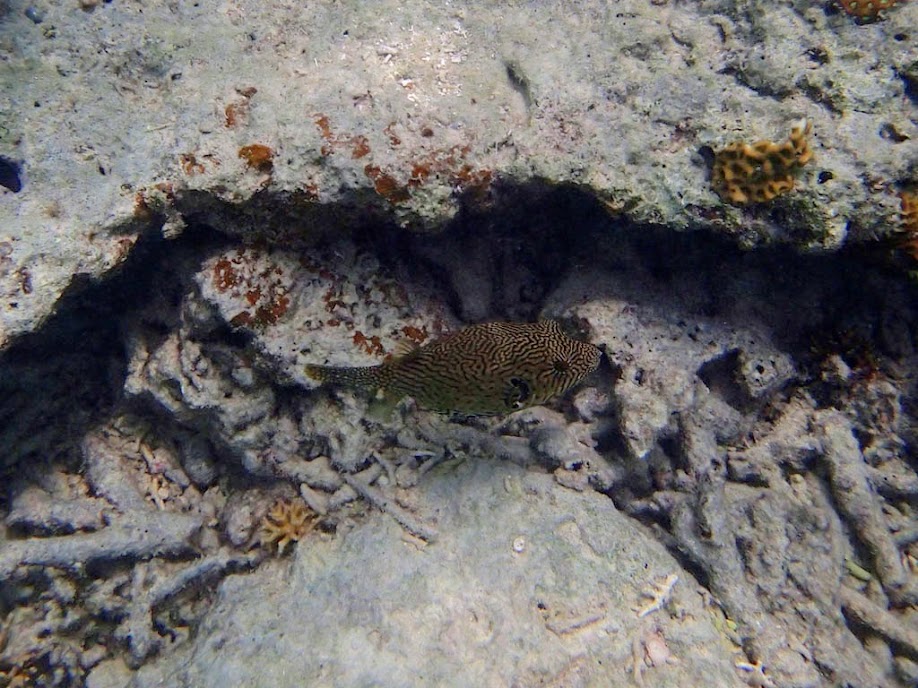 Arothron mappa (Map Puffer), Entatula Island Beach Club reef, Palawan, Philippines.