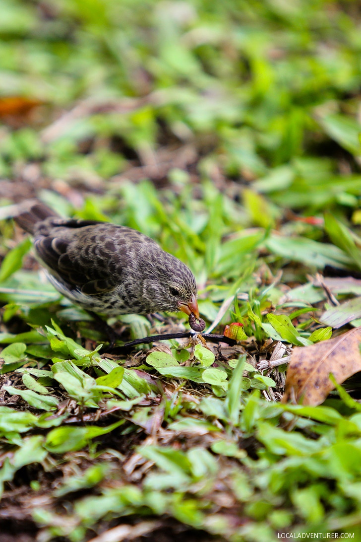 Darwin Finches - Galapagos Animals.