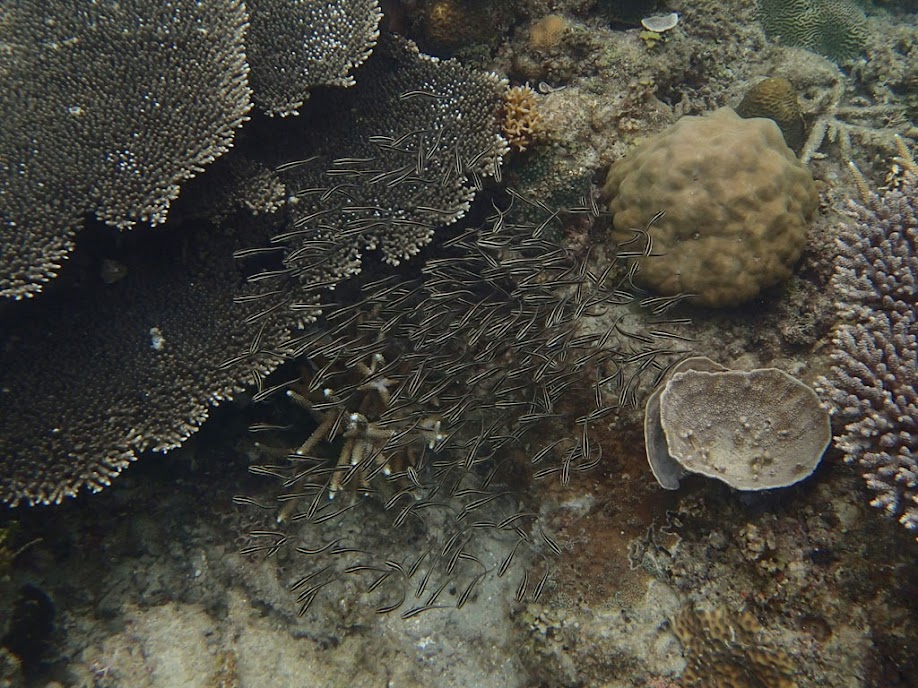 Plotosus lineatus (Coral Catfish), El Nido, Palawan, Philippines.
