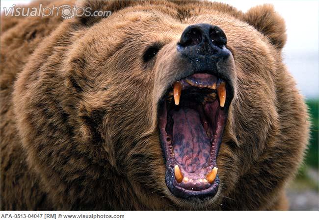 Urso pardo vs Urso polar Grizzly_bear_roaring_AFA-0513-04047