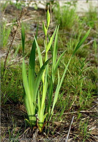 Iris pseudacorus - Kosaciec żółty pokrój młodej rośliny