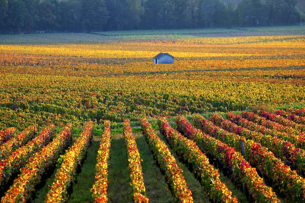 The vineyards of Burgundy