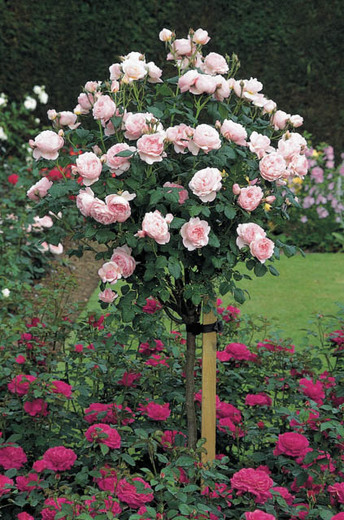 Hoa hồng ngoại Scepter'd Isle rose dạng tree rose cực kì đẹp