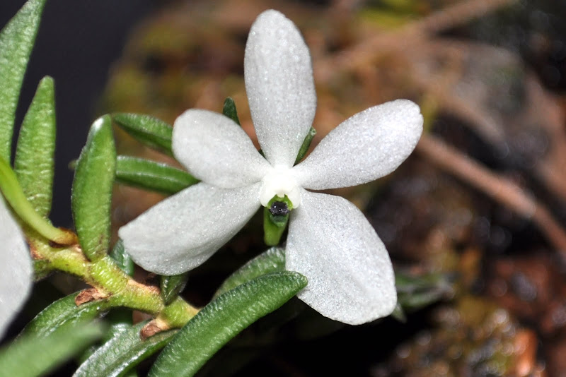 Ceratochilus biglandulosus CSC_0011