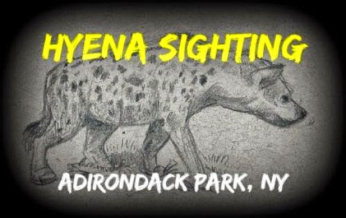 Hyena Sighting Adirondack Park Ny