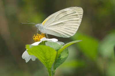 白翅尖粉蝶 Appias albina (Common Albatross)