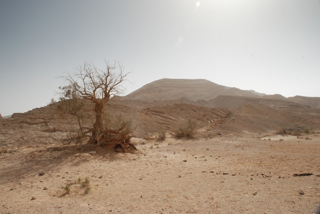 مجموعه صور لصحراء النقب  DSC_0595