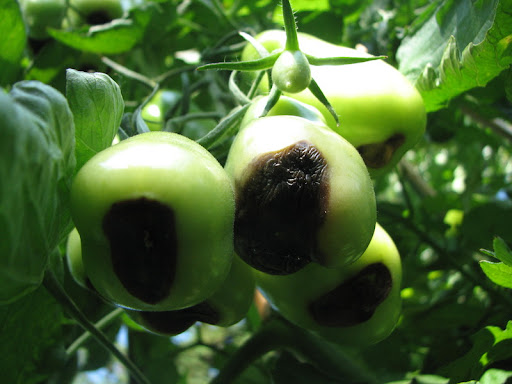 Marciume su pomodori - Problemi delle piante / Plants disease -  PepperFriends