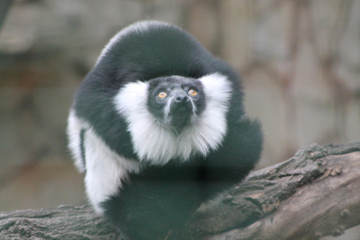 Lemur gotowy do skoku