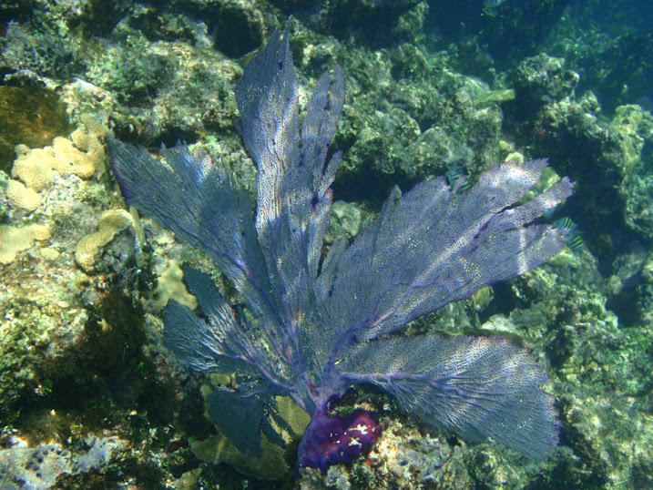 Gorgonia ventalina (Common Sea Fan) near Tranquility Bay Resort.