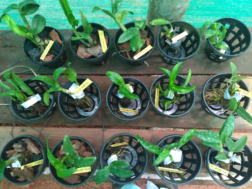 Pots and Petals, Hafi Biotech & Research Center Hafi Lane, Ambunad Edathala P.O, Pukkattupady, Cochin, Kochi, Kerala 683561, India, Farm, state KL