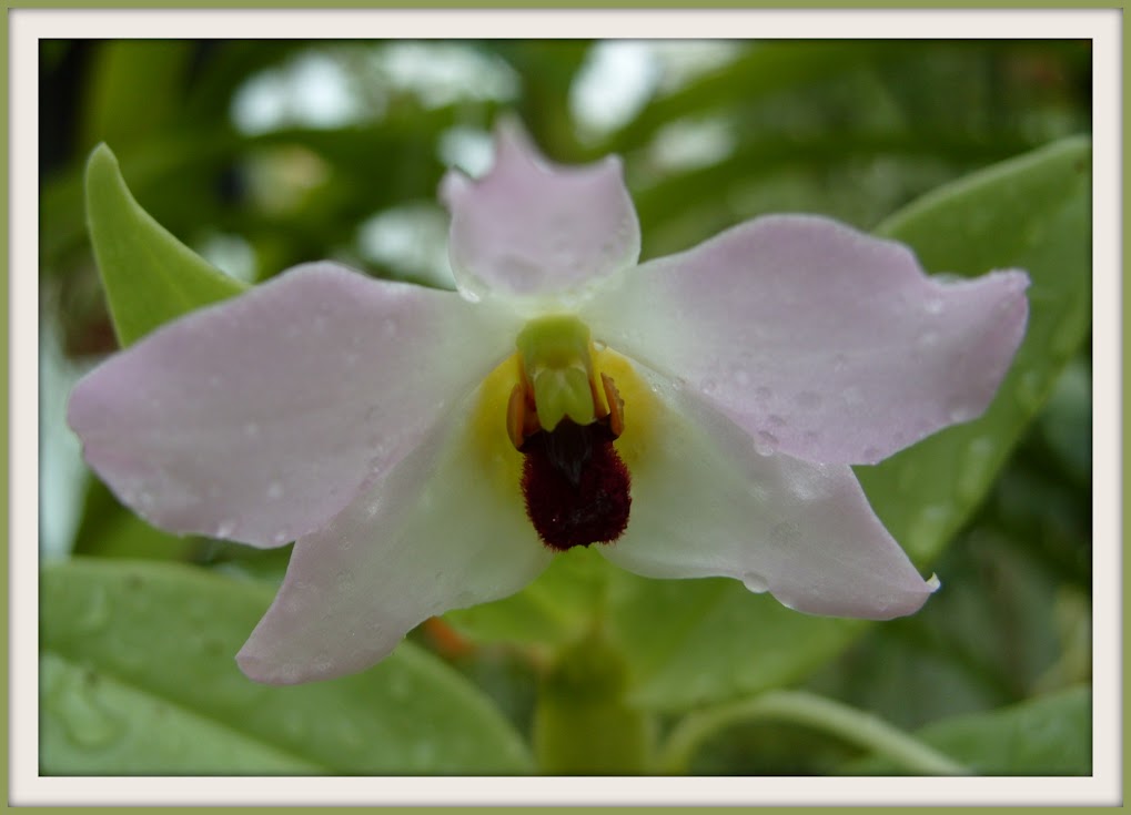 Dendrobium trantuanii S1053152