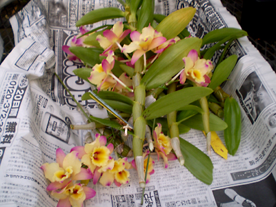 Dendrobium Blog 趣味家向け品種の増殖