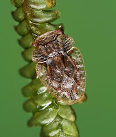 Xenophyes rachilophus (Hemiptera: Peloridiidae). Live individual collected by V Hartung, photographed by E Wachmann. Citation: Larivière M-C, Burckhardt D, Larochelle A. 2011. Peloridiidae (Insecta: Hemiptera: Coleorrhyncha). Fauna of New Zealand 67. 78 pp.