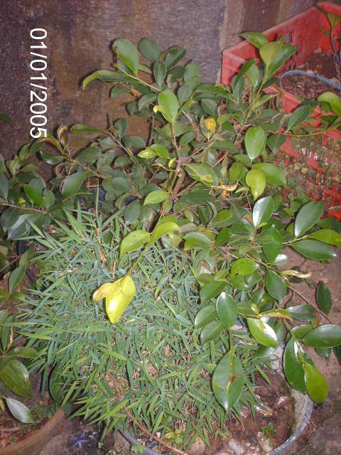 Ficus Microcarpa Começando... PICT0994