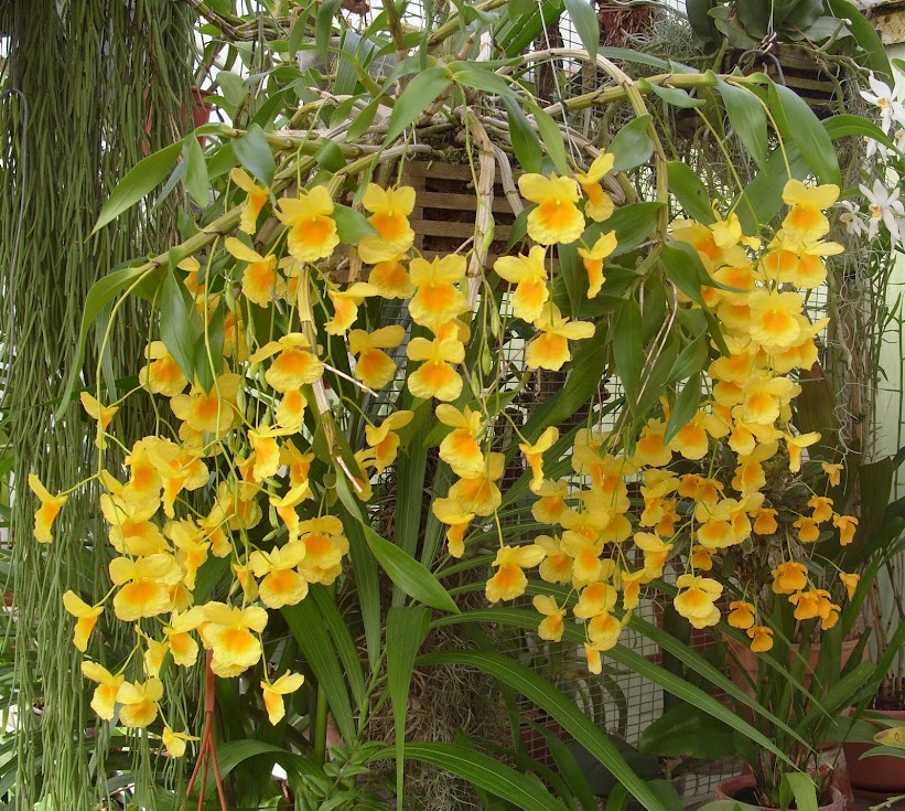 Dendrobium capillipes S1050615