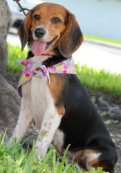 #Adopttheinternet: Brandy the Beagle