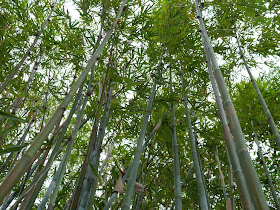 Bamboo at Beihu Park