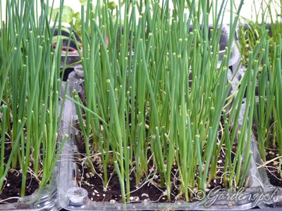 Free extra Leek and Onion sets in DFW Onion_seedlings_closeup