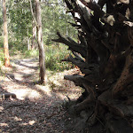 Large exposed tree roots (233364)