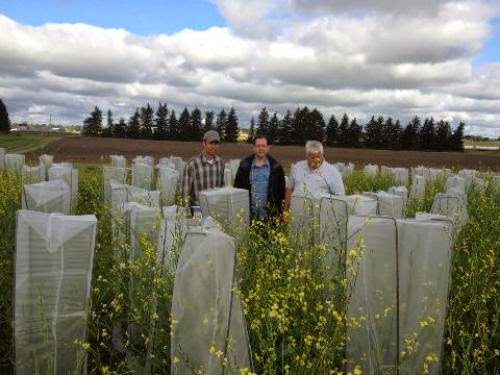 Pass The Mustard Why Carinata Is Taking Root As Biofuel