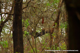 Leopard enjoys its siesta on top a tree branch at Nagarhole National Park