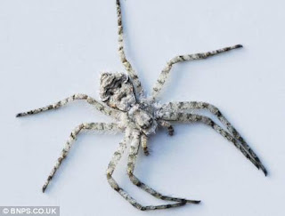 شاهد بالصور .. صدق أو لا تصدق : العثور على عنكبوت حقيقي يحمل ملامح إنسان فى انجلترا 3AN