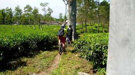 Gowes Jelajah Kebun Teh 25 Juni 2011