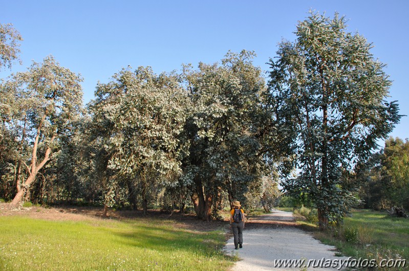 Arboreto de El Villar