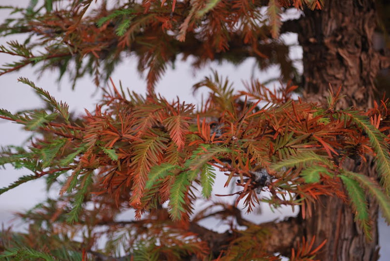 XI Exposición Invernal de bonsai de la A.S.B. Chokkan 188%252520XI%252520Exp.Inv.%252520ASBC%25252020111204%252520195