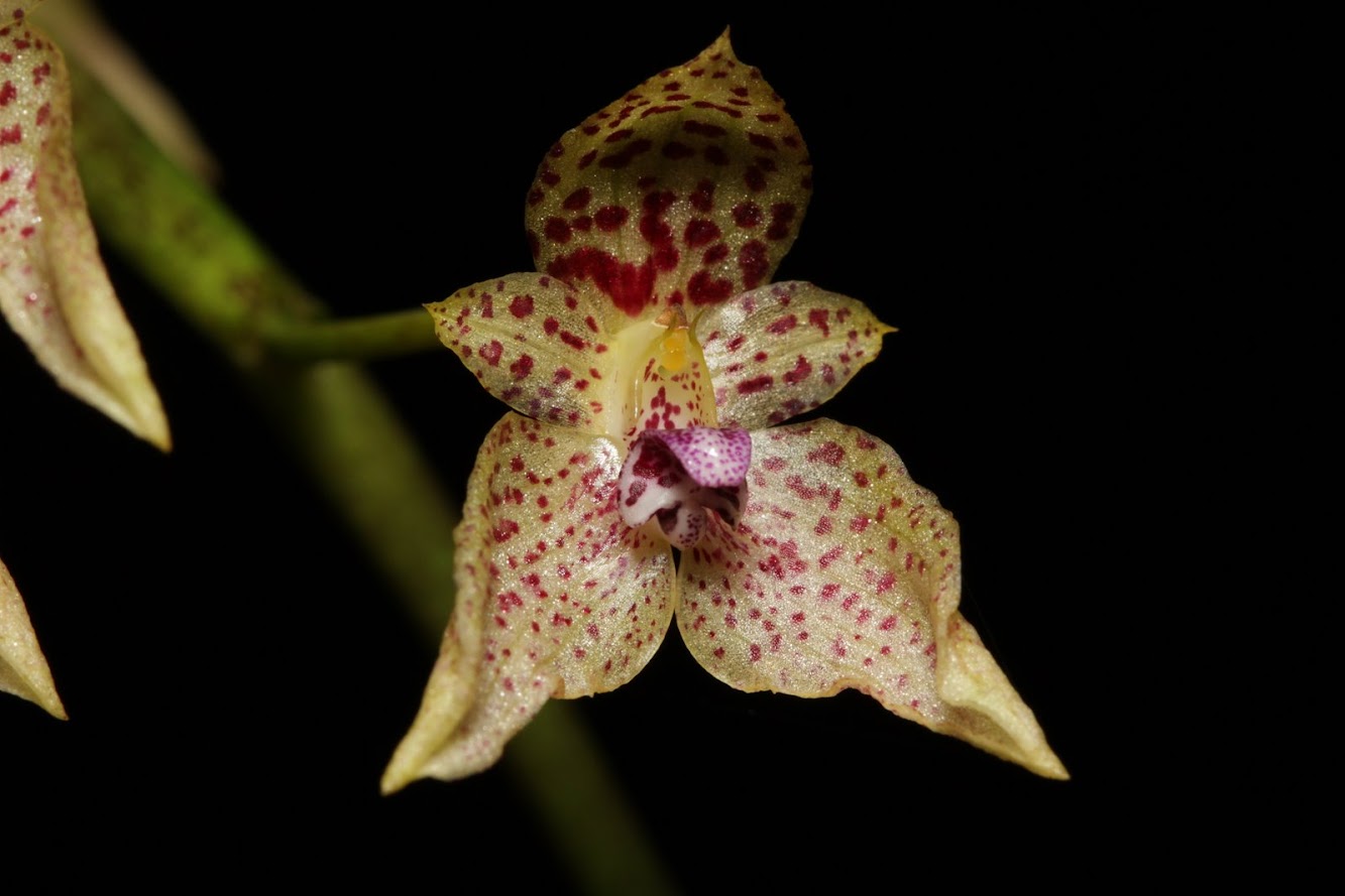 Bulbophyllum guttulatum IMG_3139