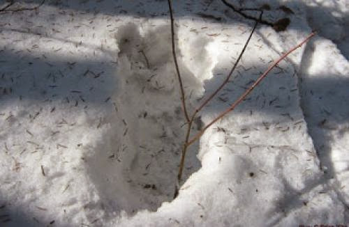 Bf Snowprints In Canada