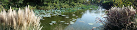 デンパーク パノラマ写真 水生植物の池