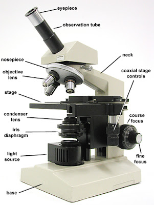 SOLLY BRIDES: LAB 1: PRINCIPLES AND USE OF MICROSCOPE