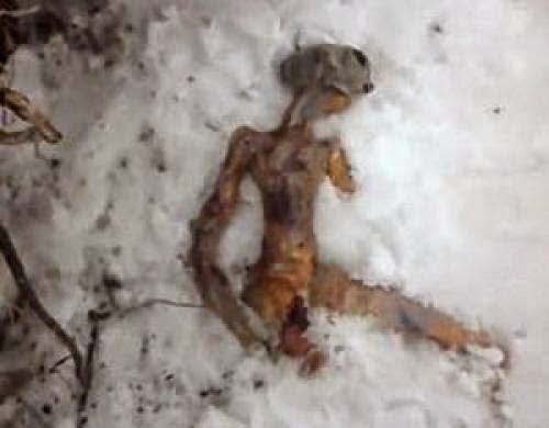 Dead Alien Found In Siberia Of Russia Allien