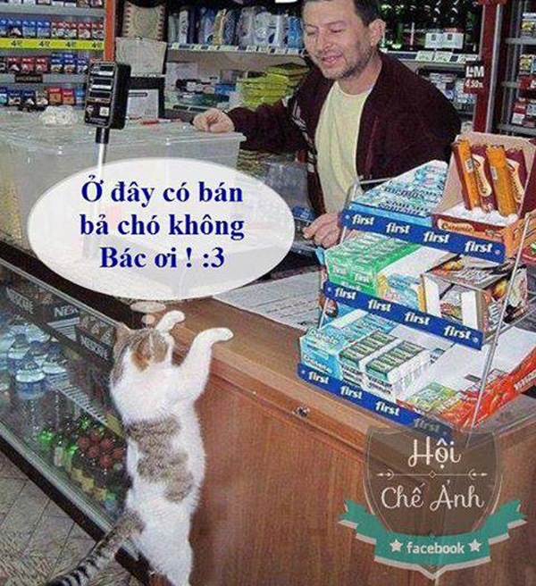 Ảnh chế Mèo hài hước, vui nhộn nhất Ảnh chế mèo mua thuốc bã chó