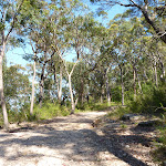 Walking along the management trail south of Berowra Heights (352064)