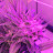 Richard Weedlife