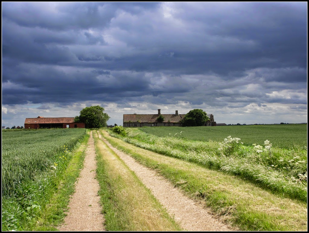 Fenland farm 1 of 2, Lincolnshire, June13