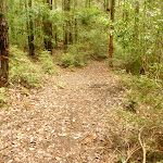 Track downhill near the Pines picnic area in the Watagans (320711)