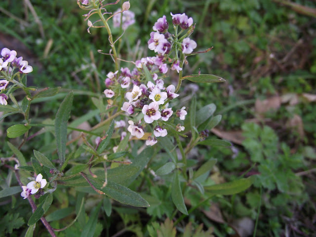 Sweet Alyssum by Steve Flanagan